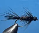 Black-Peacock Spider